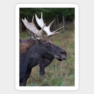 Canadian Moose Sticker